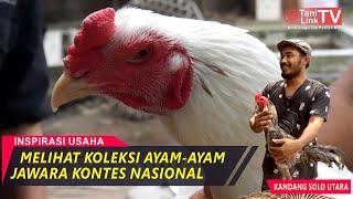 Koleksi Ayam-Ayam Kontes dari Kandang Solo Utara