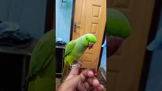 Indian ringneck parrot #parrot #nonstoptalkingparrot #talkingparot #funny #talkingparrot #mithukibat