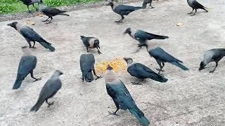 কাকের ডাক Crow Sound Crow ki Awaz Loudly part 71 | Crow bird Fight for Food | Bird and Animal Sound