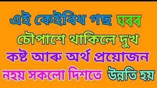 এই কেইবিধ গছ ঘৰৰ চৌপাশে থাকিলে দুখ কষ্ট আৰু অৰ্থ প্ৰয়োজন নহয় সকলো দিশতে উন্নতি হয়