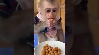 Baby-monkey-Bibi-is-excited-to-eat-peanu #foryou #animals #foryoupage #