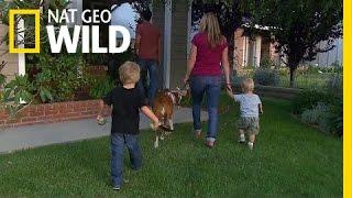 Bad Dog! | Cesar Millan: Doggie Nightmares