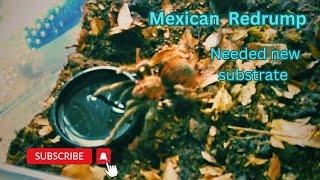 Mexican red rump #tarantula #nature #video #all #wildlife