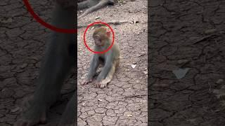 Don't make the same mistake as the baby monkey(बंदर के बच्चे की जैसी गलती नही करना)