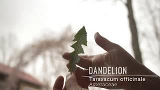 BECOME A DANDELION DETECTIVE: GET TO KNOW THIS SUPER-FOOD!