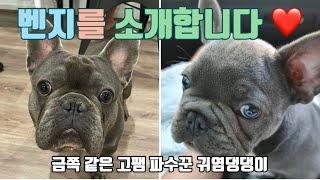 우리 집 댕댕이 벤지를 소개합니다 