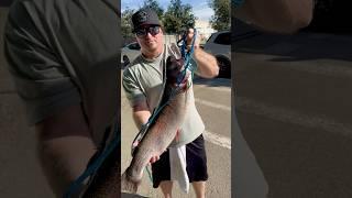 10.9 lbs. LUNKER TROUT just checked in at Santa Ana River Lakes