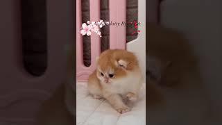 브리티쉬숏헤어 고양이 #고양이브이로그 #고양이영상 #고양이일상 #catlover #고양이 #catvideo #cats #브리티쉬 #브리티쉬숏헤어 #브리티쉬골드 #catvideo