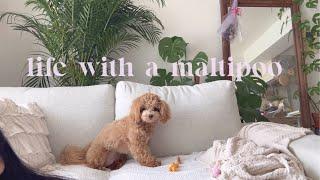 Life with a Maltipoo  Saturday vlog ️🪴