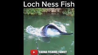 LOCH NESS CATFISH  #fishing #silure #shorts