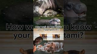 Hippopotamus 101 #Zoology #Zoologist #hippo #hippos #hippopotamus #moodeng #pygmyhippo