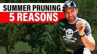 5 Reasons: Summer Pruning Fruit Trees (Apple, Peach, Nectarine, etc)