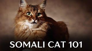 Somali Cat 101 - Everything You Need to Know