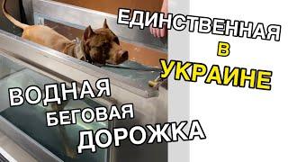 Единственная в Украине «Водная беговая дорожка». Тренировка и реабилитация