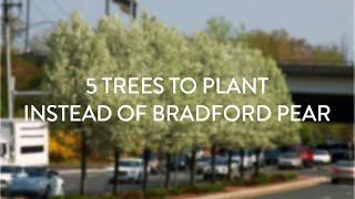 5 Trees to Plant Instead of Bradford Pear