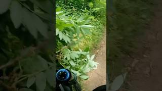When the tree wants a hug  #crash #mtb #bail #fail #tree #hug #notionmtb #headimpact