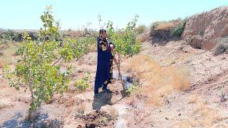 Life of an Iranian Village Woman: Tending to the Garden | Life of a Settled Nomad