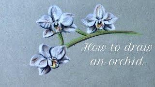 Drawing ideas with soft pastels - how to draw an orchid flower