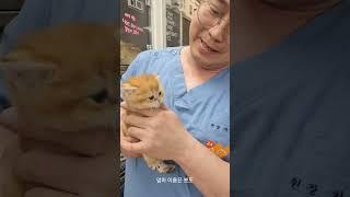 사심 채우는 동물농장 수의사 │#kitty #cat #petlover