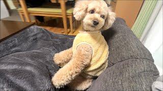 お姉ちゃんの帰省が待ち遠しい大きいトイプードル【デカプー】【トイプードルのロアくん】【toy poodle】