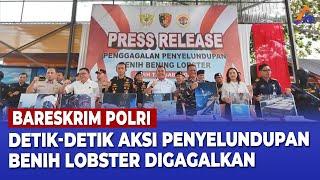 BARESKRIM POLRI GAGALKAN PENYELUNDUPAN BENIH LOBSTER