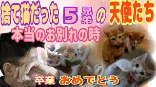 保護した子猫５兄弟が坂上家を卒業します。素敵な里親さん探そうね！