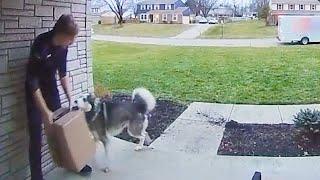 PETS vs DELIVERIES | Best Caught on Camera Moments
