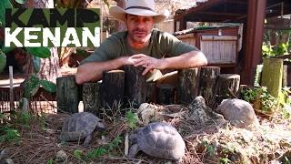 Ultimate Greek Tortoise Care Tutorial!