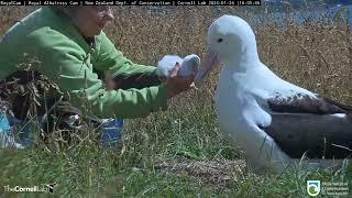 Royal Albatross Hatchling Gets A Weight Check From Rangers In New Zealand | DOC | Cornell Lab