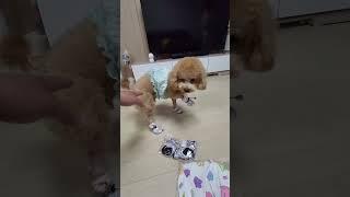 애견용 신발을 처음 신어 보는 푸들 해피
