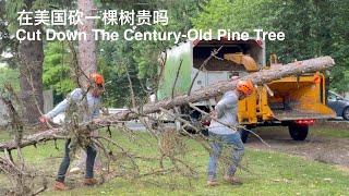 SUB）砍掉百年松树｜在美国请人来砍树贵吗｜Cut Down The Century-Old Pine Tree