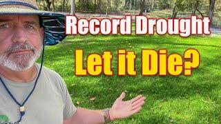 Record Drought Lawn Care What Next