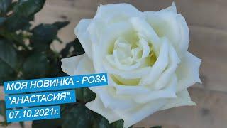 ЧАЙНО - ГИБРИДНАЯ РОЗА "АНАСТАСИЯ". ПОКУПКА 07.10.2021г.