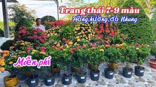 Trang ghép 8-9 màu,Mỹ cam,đo nhung,Hồng hường cây đẹp..03/11 0899486958.Thuận