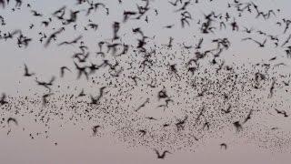 A Postcard from the Field: The Bats of Austin | Dateline NBC