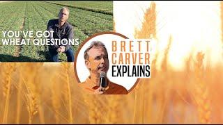 Brett Carver Explains: How has wheat changed?