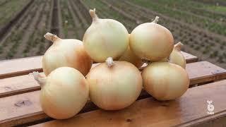 Bejo USA _ Short Day Onions