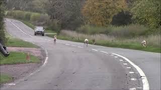 The Ledbury Hunt met at Hallwood Green on the 14th March 2015