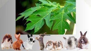 Papaya leaves are good for rabbits @ourpets3900