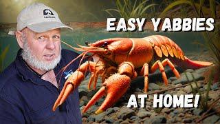 Breed Yabbies Crawfish At Home Easy Setup!