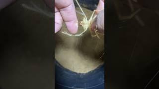 تجربه قرصه عنكبوت الجمل او الشبث #عنكبوت #شبث #أسعد_حكمي #reptile #snake