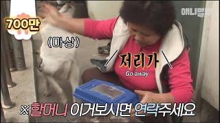 세상 쿨한데.. 세상 따뜻했다가... 냉탕과 온탕사이.. 동물을 사랑하는 할모니ㅣ Thug Life Grandma Is A Legit Animal Lover