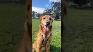 come to the park with me my golden retriever #goldenretreivers #dog #minibernedoodle #workoutbuddy