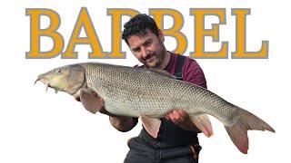 Barbel Bonanza | River Trent | Barbel Fishing | Red Letter Day.