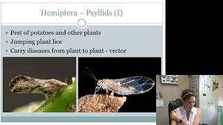 Hemiptera Sternorrhyncha