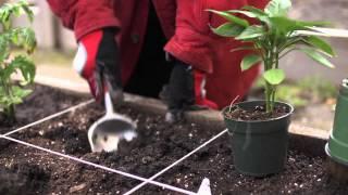 The Garden Minute: How to Plant a Seedling