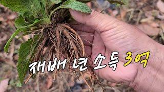 년 3억 소득 / 잎이 쭈굴쭈굴 못생겼지만 약효는 대단.