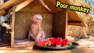 Poor baby monkey had to eat a plate of fruit alone in the mountains with a single girl.