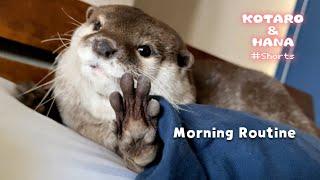 Hana the Otter Morning Routine