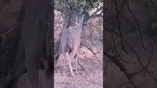 Kudus enjoying sunset dining in the BushWildlife